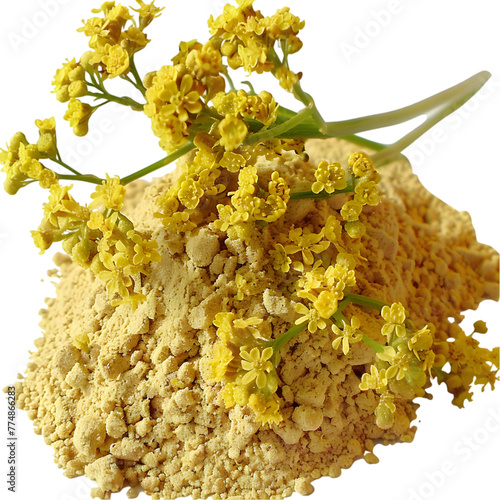 Asafoetida Ferula asafoetida Ayurveda herb natural medicinal remedy ingredient, isolated on a transparent background