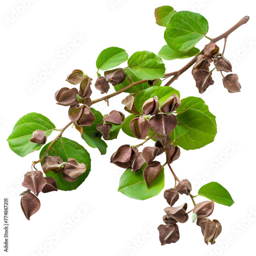 Guduchi Tinospora cordifolia Ayurveda herb natural medicinal remedy ingredient, isolated on a transparent background photo