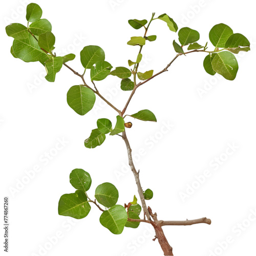 Guggulu Commiphora mukul Ayurveda herb natural medicinal remedy ingredient, isolated on a transparent background