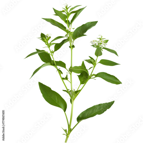 Kalmegh Andrographis paniculata Ayurveda herb natural medicinal remedy ingredient, isolated on a transparent background photo