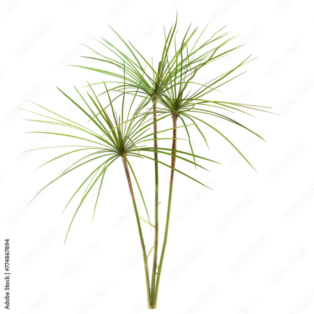 Fototapeta premium Musta Cyperus rotundus Ayurveda herb natural medicinal remedy ingredient, isolated on a white background