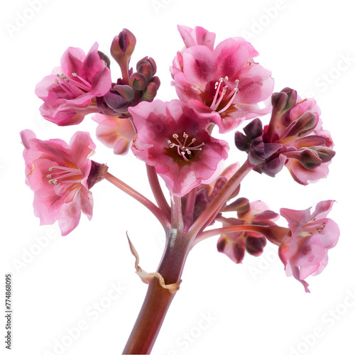 Pashanbheda Bergenia ligulata Ayurveda herb natural medicinal remedy ingredient, isolated on a white background photo