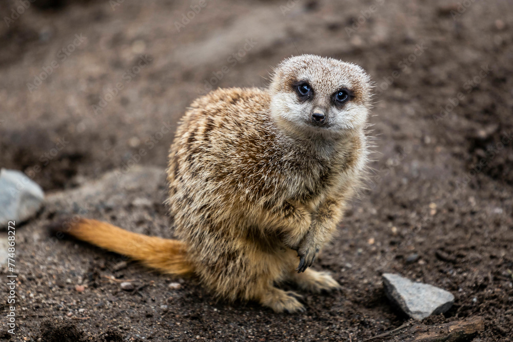 Fototapeta premium Meercat