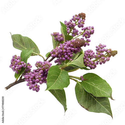 Priyangu Callicarpa macrophylla Ayurveda herb natural medicinal remedy ingredient, isolated on a white background photo