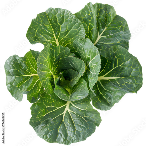 Sarshapa Brassica campestris Ayurveda herb natural medicinal remedy ingredient, isolated on a white background