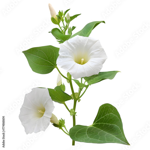 Shankpushpi Convolvulus pluricaulis Ayurveda herb natural medicinal remedy ingredient, isolated on a white background photo