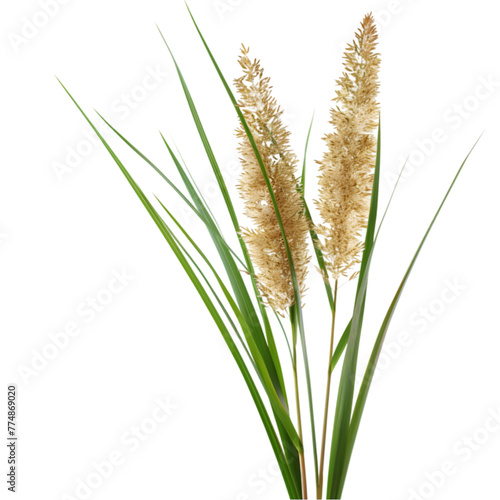 Vacha Acorus calamus Ayurveda herb natural medicinal remedy ingredient, isolated on a white background photo