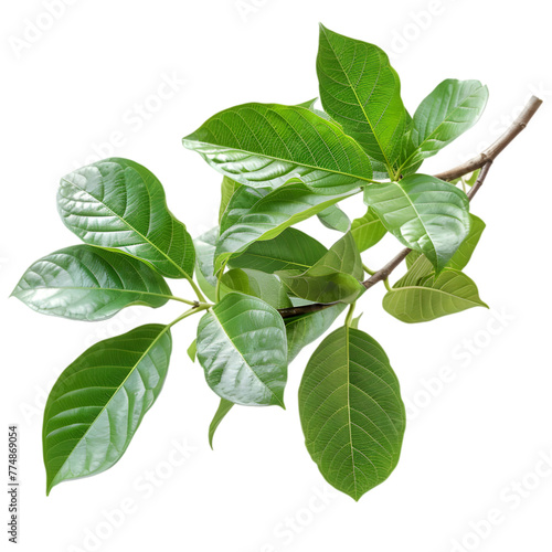 Vibhitaki Terminalia bellirica Ayurveda herb natural medicinal remedy ingredient, isolated on a white background photo