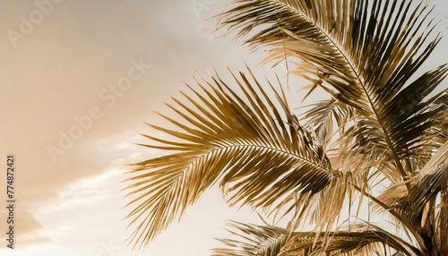 tropical exotic palm leaves background aesthetic minimal floral composition © Claudio
