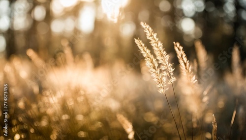 wild grass in the forest at sunset macro image shallow depth of field abstract summer nature background