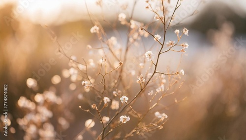 dry soft branches with tiny white flowers in blur natural plant decor