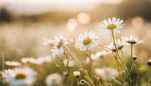 beautiful chamomile flowers in meadow spring or summer nature scene with blooming daisy in sun flares © Claudio