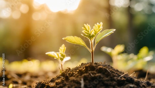 closeup of green growth saplings and seedlings embracing warm sunlight nurturing nature promise bright beginning with symbolizing and environmental care