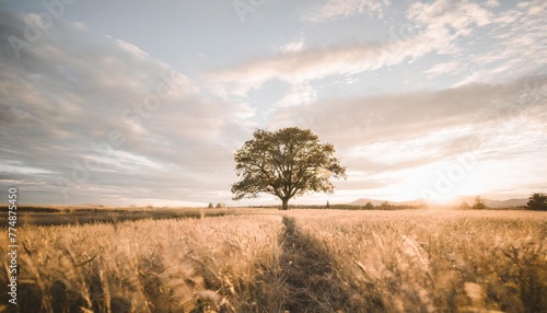 nature theme a lone tree in a golden field lone tree golden field nature theme