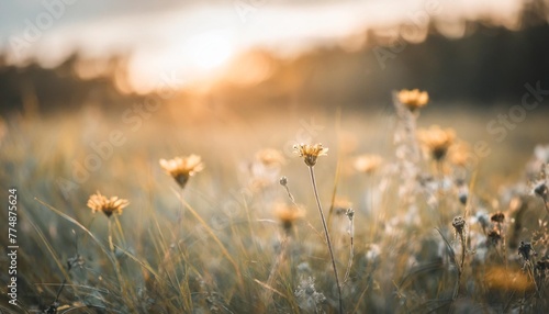 abstract soft focus sunset field landscape of yellow flowers and grass meadow warm golden hour sunset sunrise time tranquil spring summer nature closeup and blurred forest background idyllic nature © Claudio