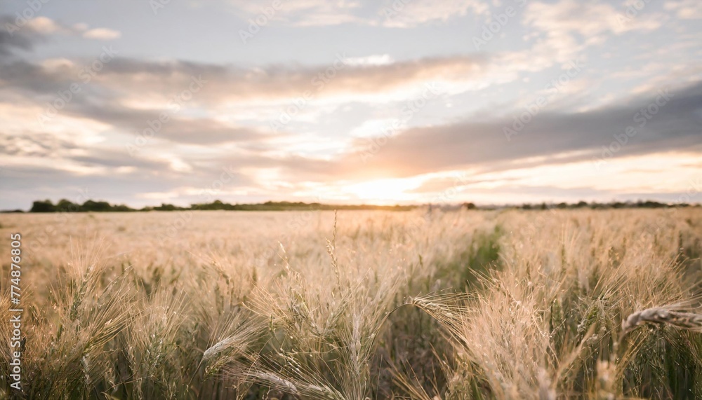 rural landscape with wheat field on sunset