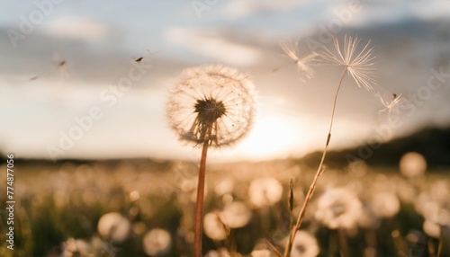 defocused dandelion with flying seeds at sunset freedom in nature concept