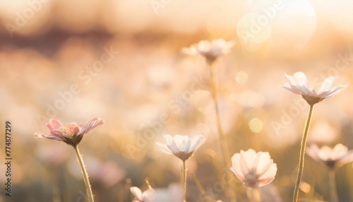 abstract nature spring background spring flower banner