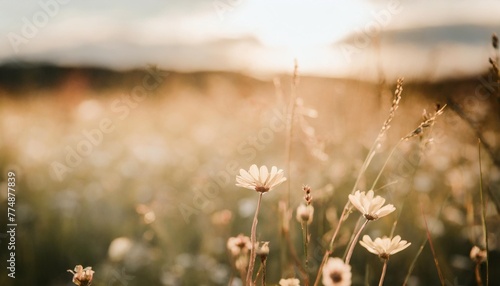 wild flowers in a meadow at sunset macro image shallow depth of field abstract summer nature background