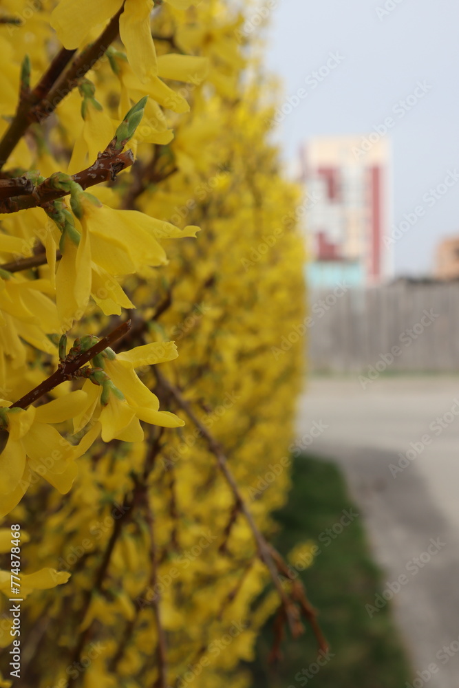 Obraz premium Forsythia koreana bushes in bloom close up.
