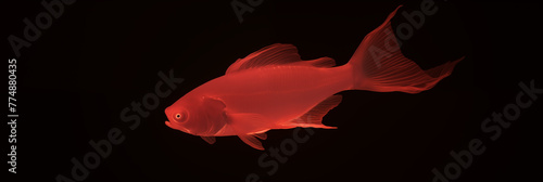 Vivid red goldfish swimming gracefully in a dark aquarium photo
