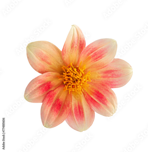White and pink Dahlia flower "Jolly Fellows" close-up on white isolated background