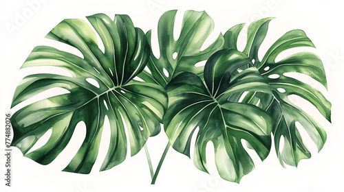 A realistic illustration of lush Monstera deliciosa leaves, with their characteristic splits and holes, set against a crisp white background banner. photo