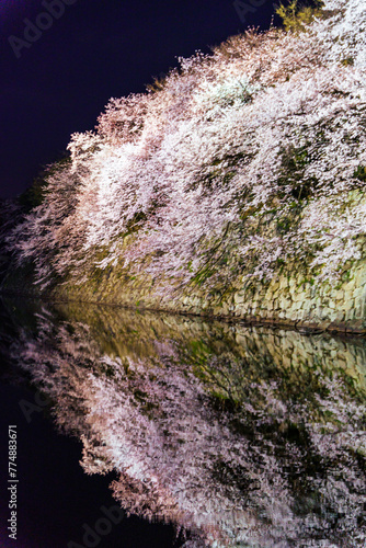 満開の夜桜と彦根城
