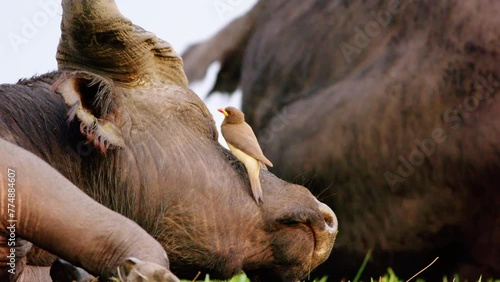 A red billed oxpecker (Buphagus erythrorhynchus) teasing an African Cape Buffalo which is trying to sleep on grass in Chobe National Park, Botswana, South Africa  photo