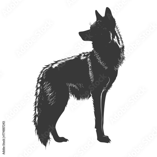 Silhouette coyote animal black color only full body