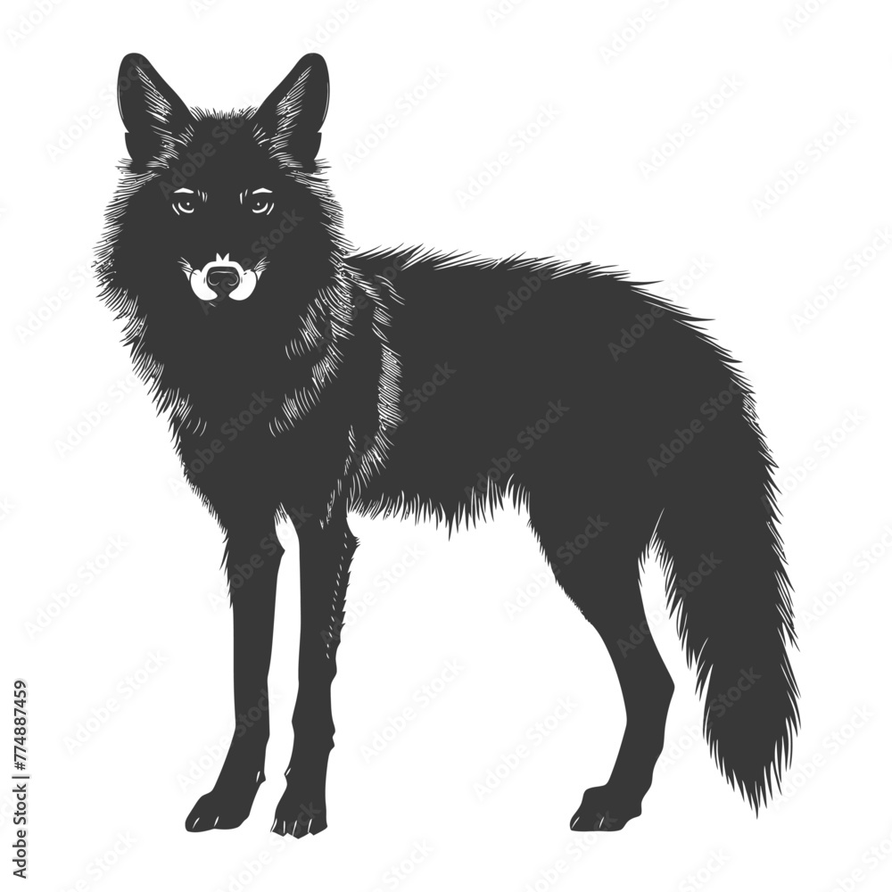 Silhouette coyote animal black color only full body Silhouette coyote animal black color only full body