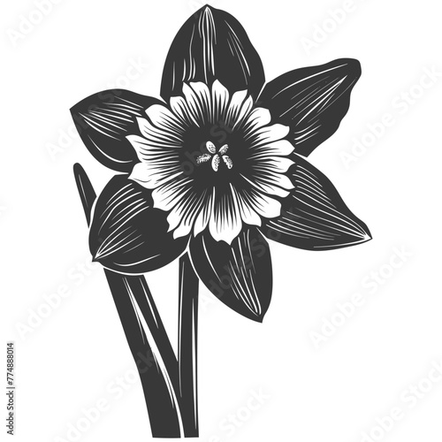 Silhouette daffodil flower black color only