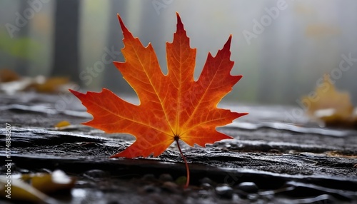 autumn leaf (2)
