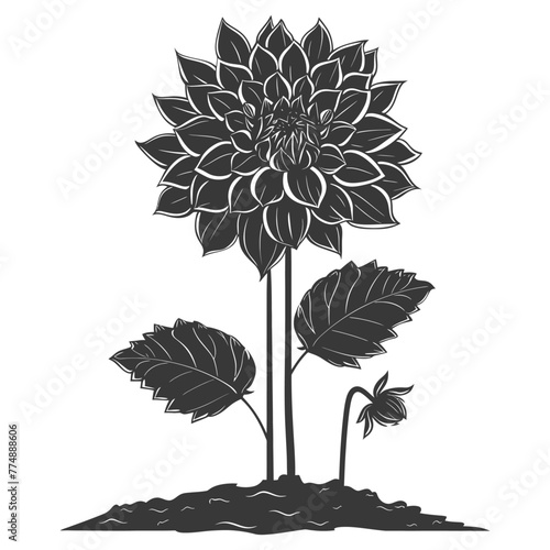 Silhouette dahlia flower in the ground black color only