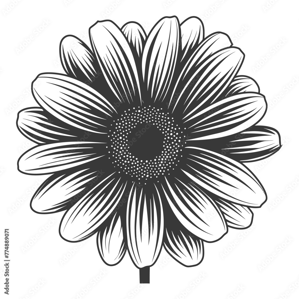 Silhouette daisy flower black color only Silhouette daisy flower black color only