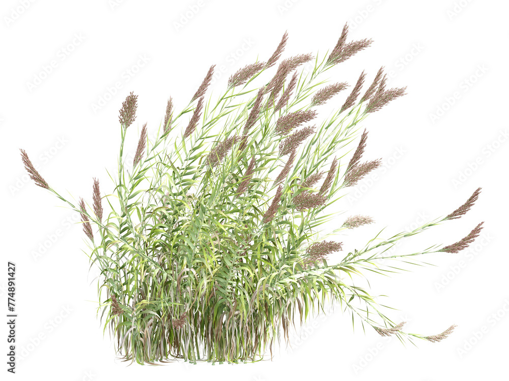 grass isolated on white