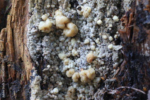 Nodulisporium cecidiogenes, a mycoparasite of wet rot fungus, Coniophora puteana, fungi from Finland