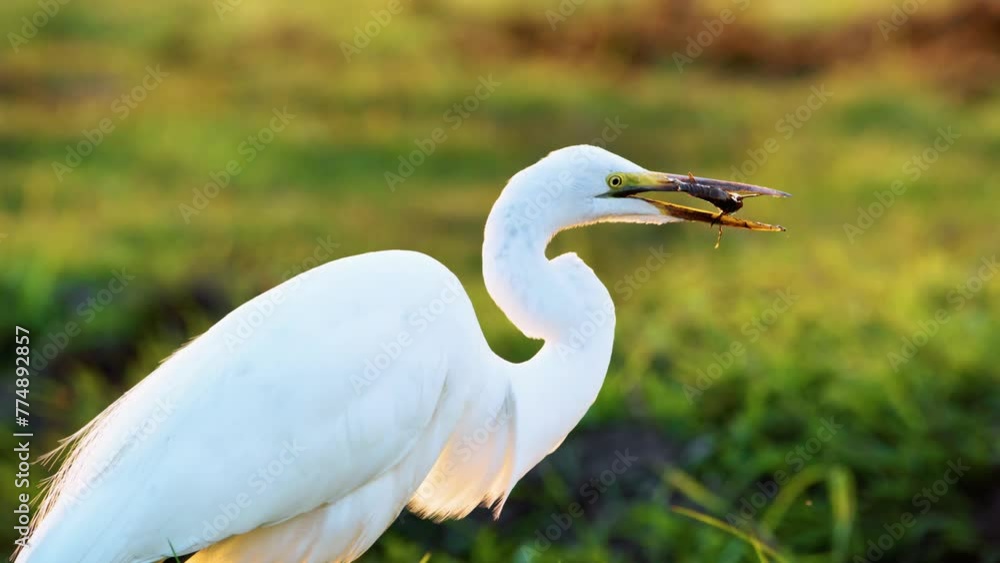 Close up of an Eastern Great egret (Ardea modesta) eating a fish prey. slow motion. Chobe National Park Close up of an Eastern Great egret (Ardea modesta) eating a fish prey. slow motion. Chobe National Park