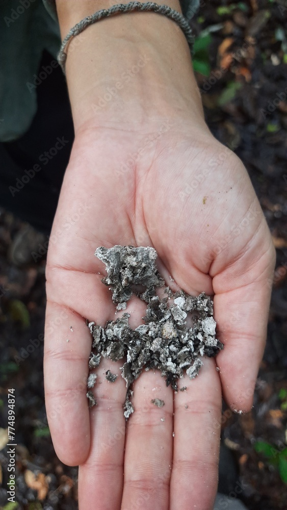 mão segurando resina de breu branco, arvore amazônica 