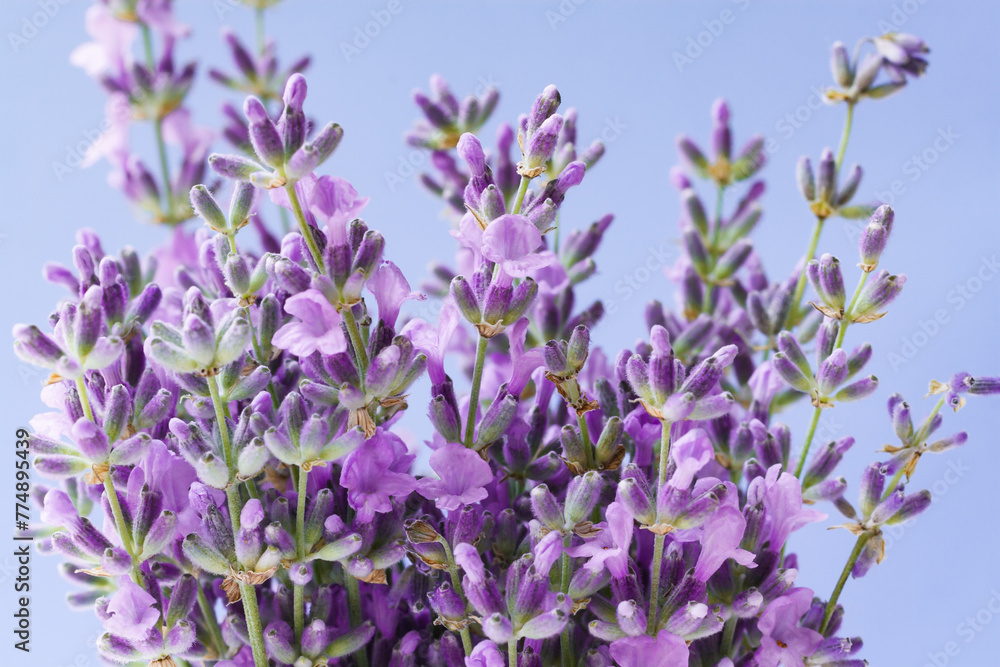 Obraz premium Bunch of lavender on a blue background