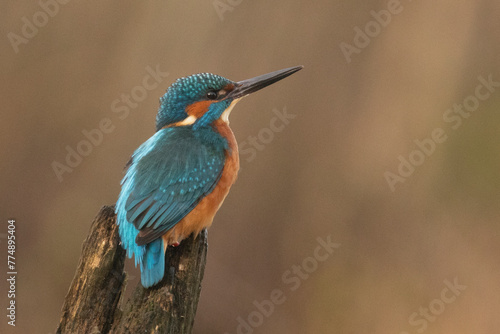 Selective focus shot of a kingfisher bird perched on a tree branch © Wirestock