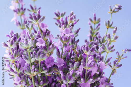 Bunch of lavender on a blue background