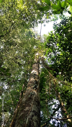árvore na amazonia 