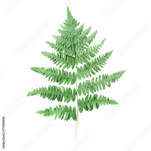 Green fern leaf on Transparent Background © TheWaterMeloonProjec