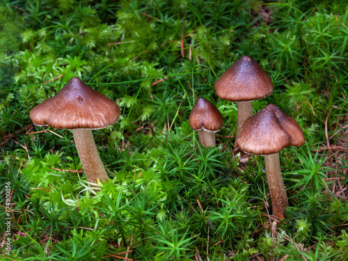 Bulbous Fibrecap mushrooms (Inocybe napipes) in the moss. Poisonous fungi. 