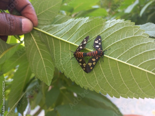 Angustipenna,Eressa Fly Sitting on a Green Leaf,Eressa is a genus of moths in the family Erebidae.Eressa angustipenna, the black-headed wasp moth, is a moth photo