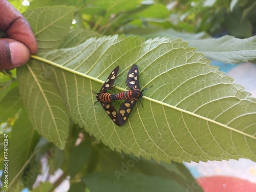 Angustipenna,Eressa Fly Sitting on a Green Leaf,Eressa is a genus of moths in the family Erebidae.Eressa angustipenna, the black-headed wasp moth, is a moth photo