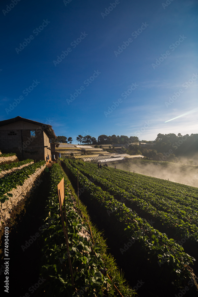 Obraz premium Morning sunrise on mountain hill with strawberry field with fog