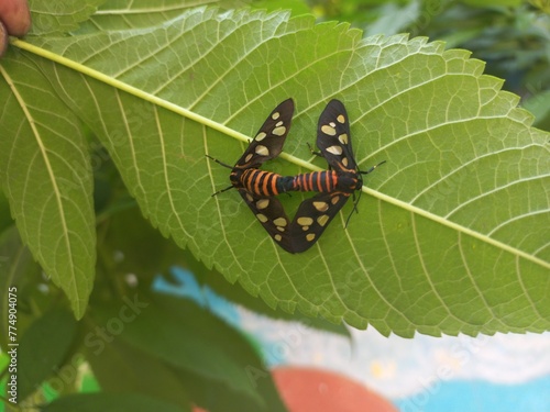 Angustipenna,Eressa Fly Sitting on a Green Leaf,Eressa is a genus of moths in the family Erebidae.Eressa angustipenna, the black-headed wasp moth, is a moth photo