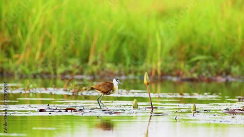 An African Jacana (Actophilornis africanus) foraging on a lake photo